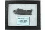 Bizarre Edestus Shark Tooth In Jaw Section - Carboniferous #238489-2